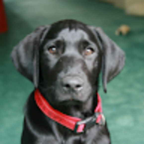 Meet your Posher, Zoe - Picture 1 of 1